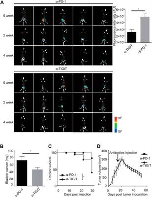 Targeting TIGIT Inhibits Bladder Cancer Metastasis Through Suppressing IL-32